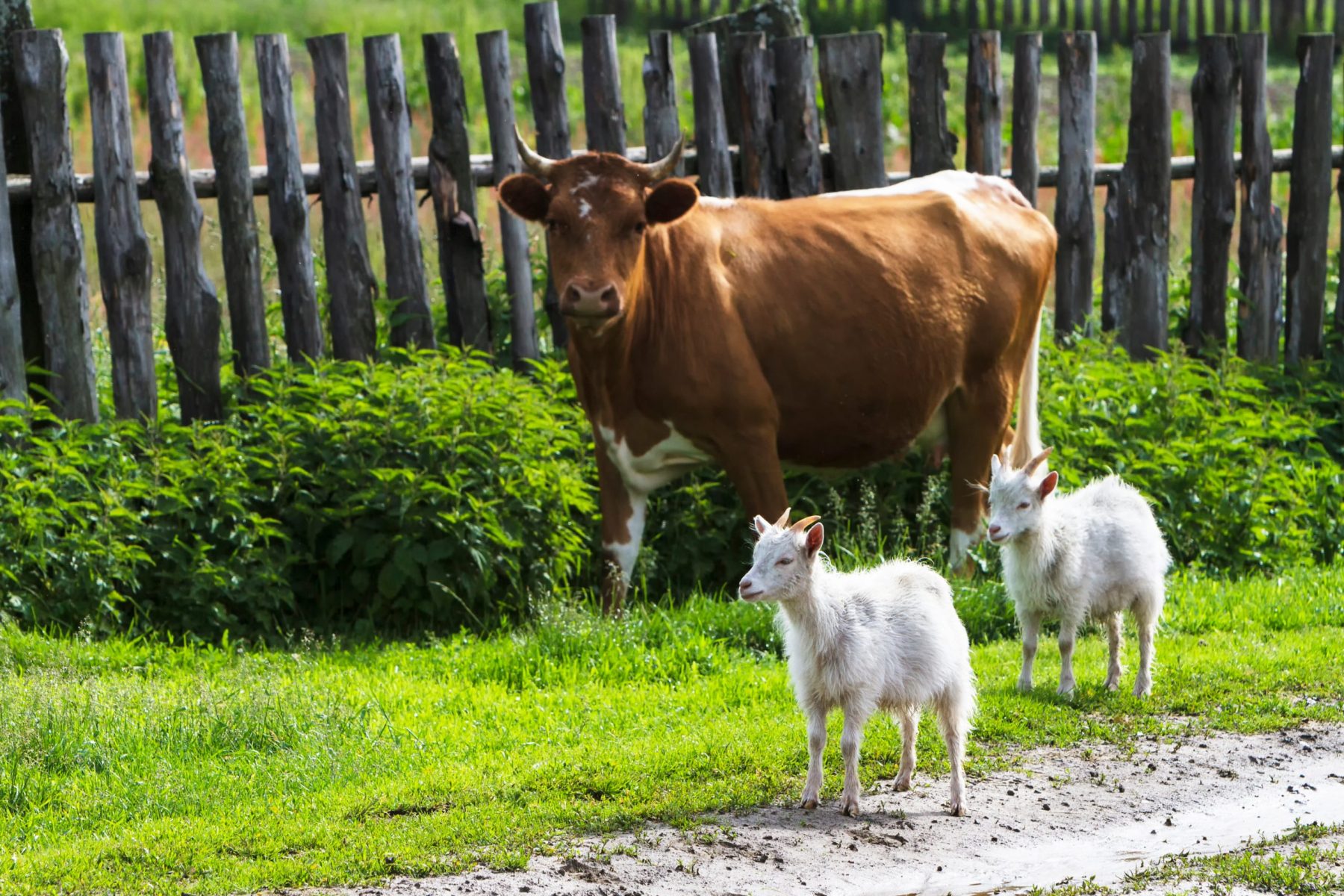 Livestock Feeding