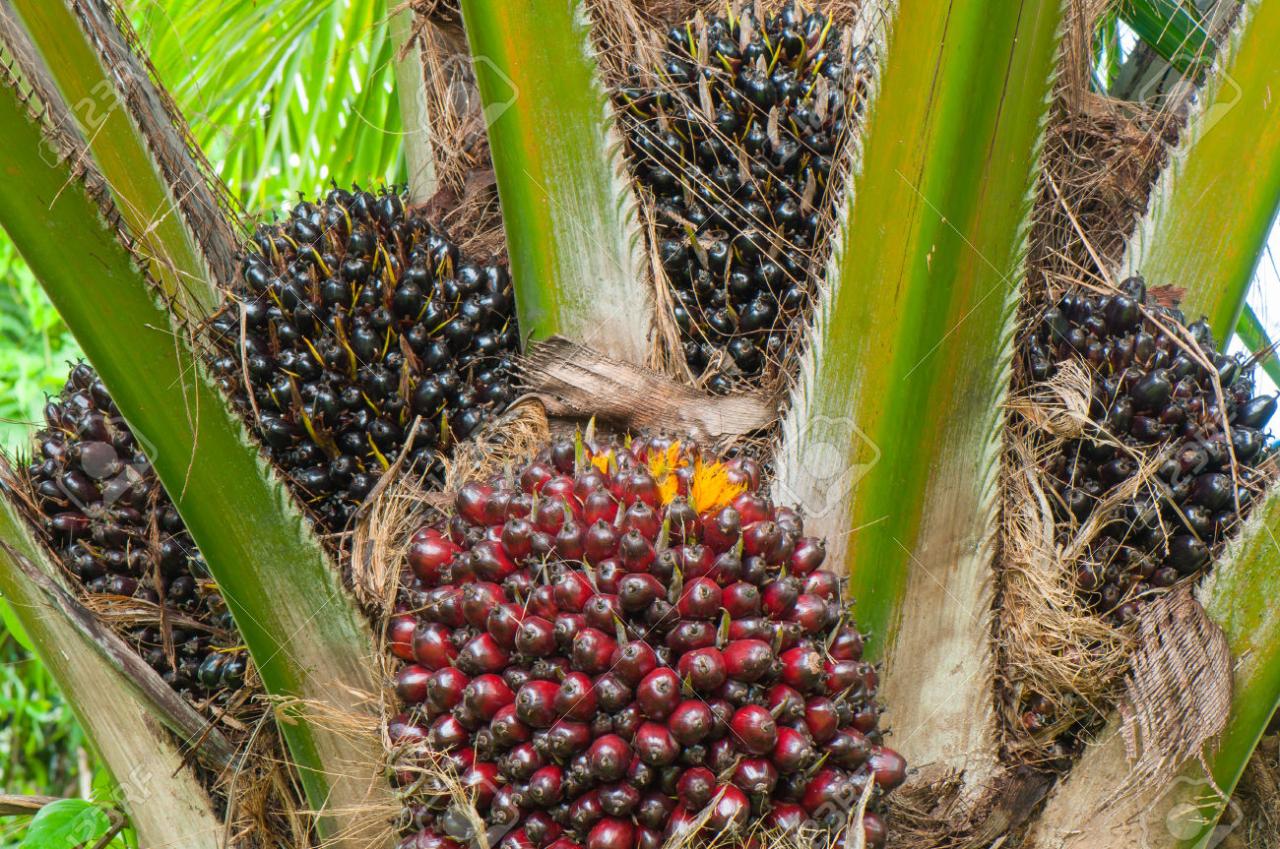 Malaysia palm