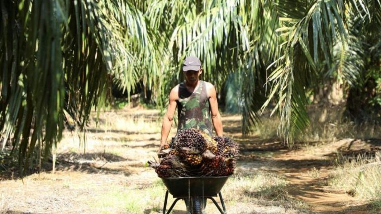 Malaysia and palm oil