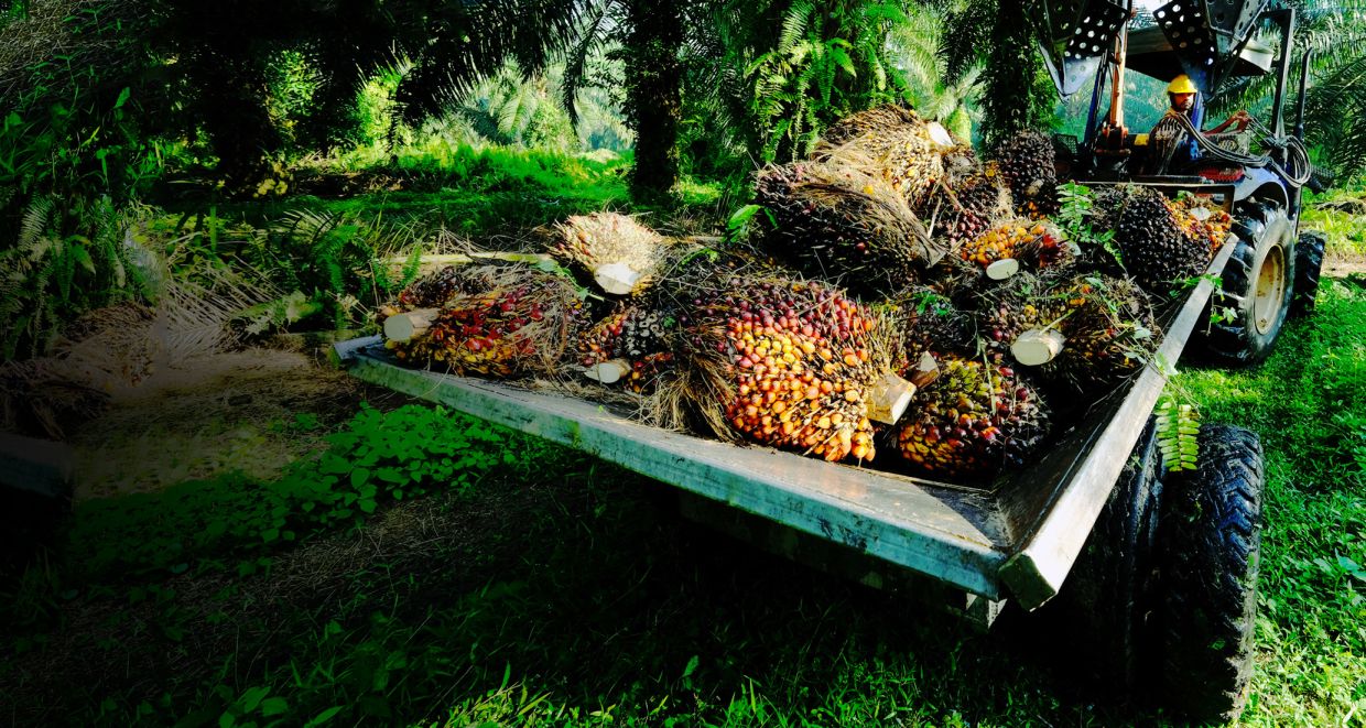 Where How is palm oil made