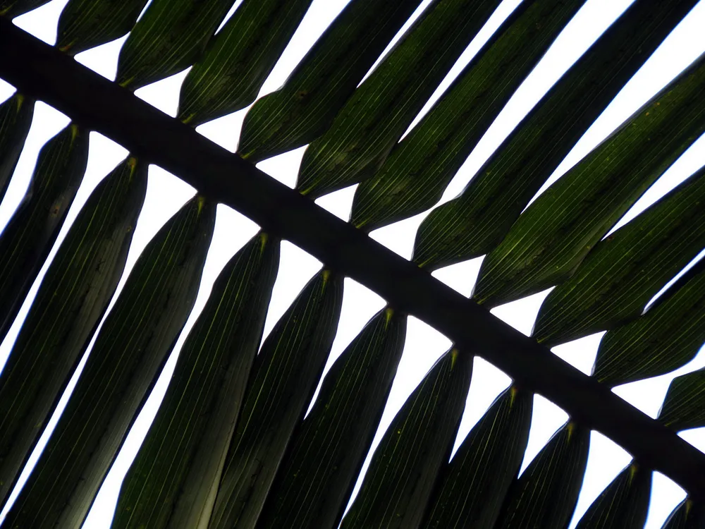 Palm african africa alamy west rica costa plantations elaeis native African palm plant