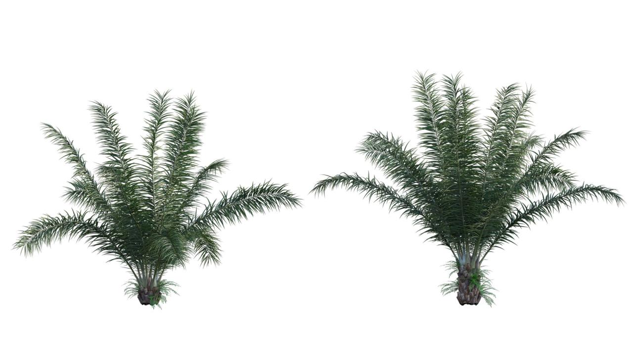 African oil palm tree
