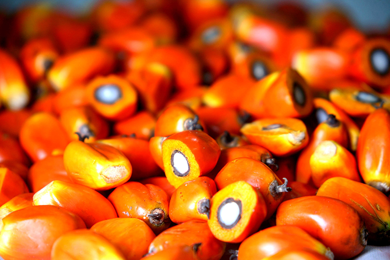 Palm kernel palma aceite grasa rbd kernal oils penetrating soap nutrizione paradigma blossomandsol sano fuerte Palm kernel palma aceite grasa rbd kernal oils penetrating soap nutrizione paradigma blossomandsol sano fuerte