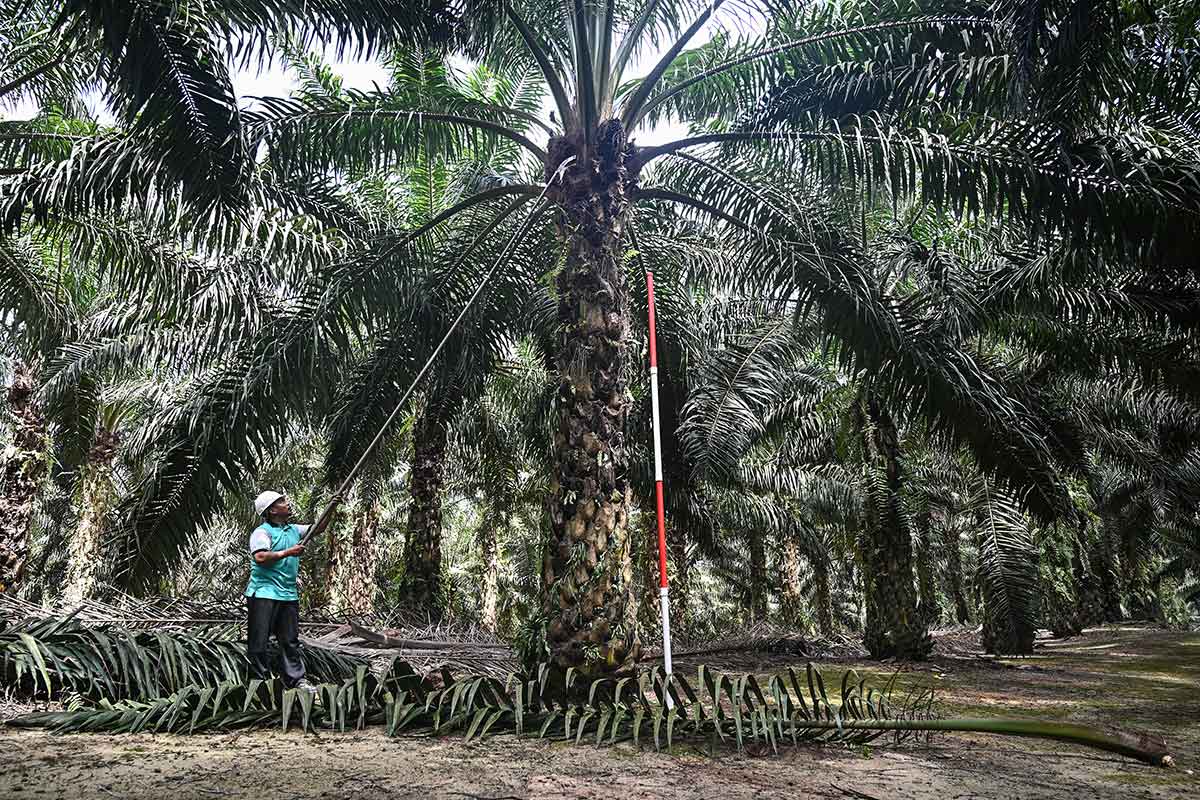 How to stop using palm oil