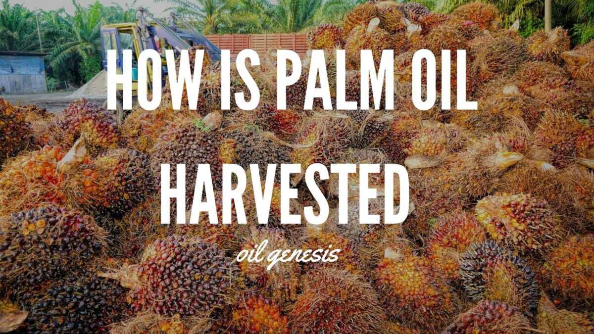 How is Palm Oil Harvested - Oil Genesis How to store palm oil for a long time