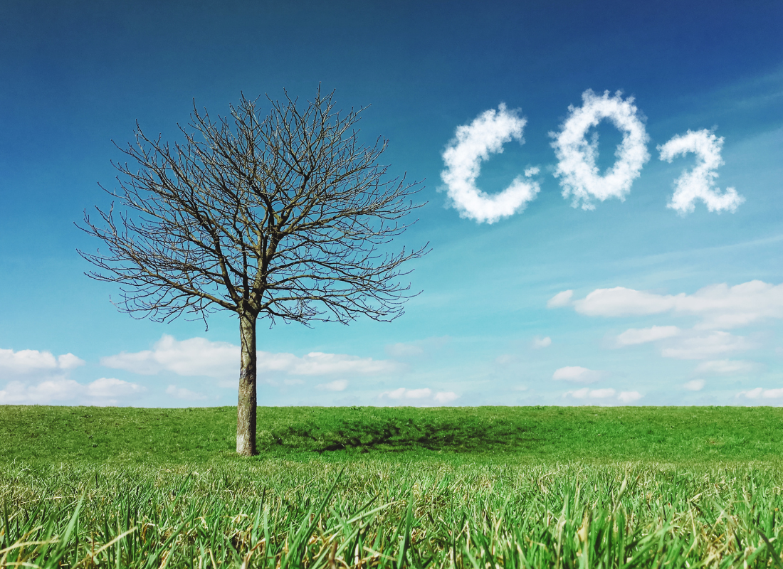 How does palm oil impact the environment
