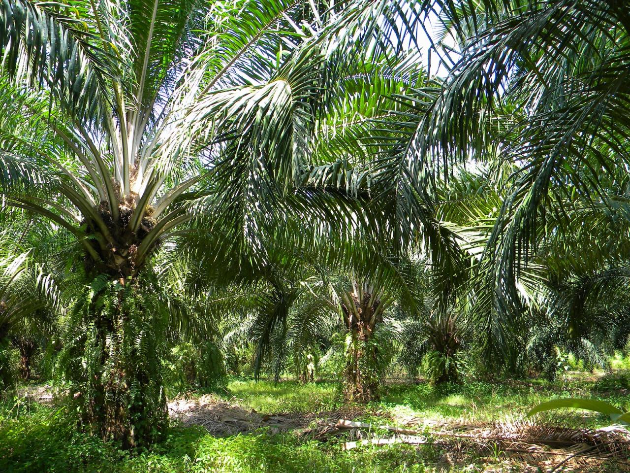 Palm oil plantation