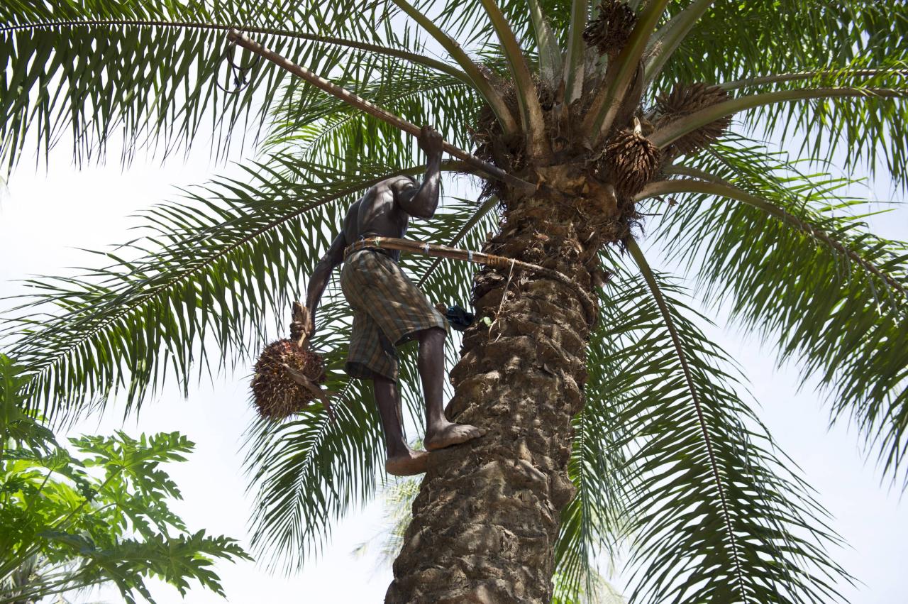 How to make red palm oil