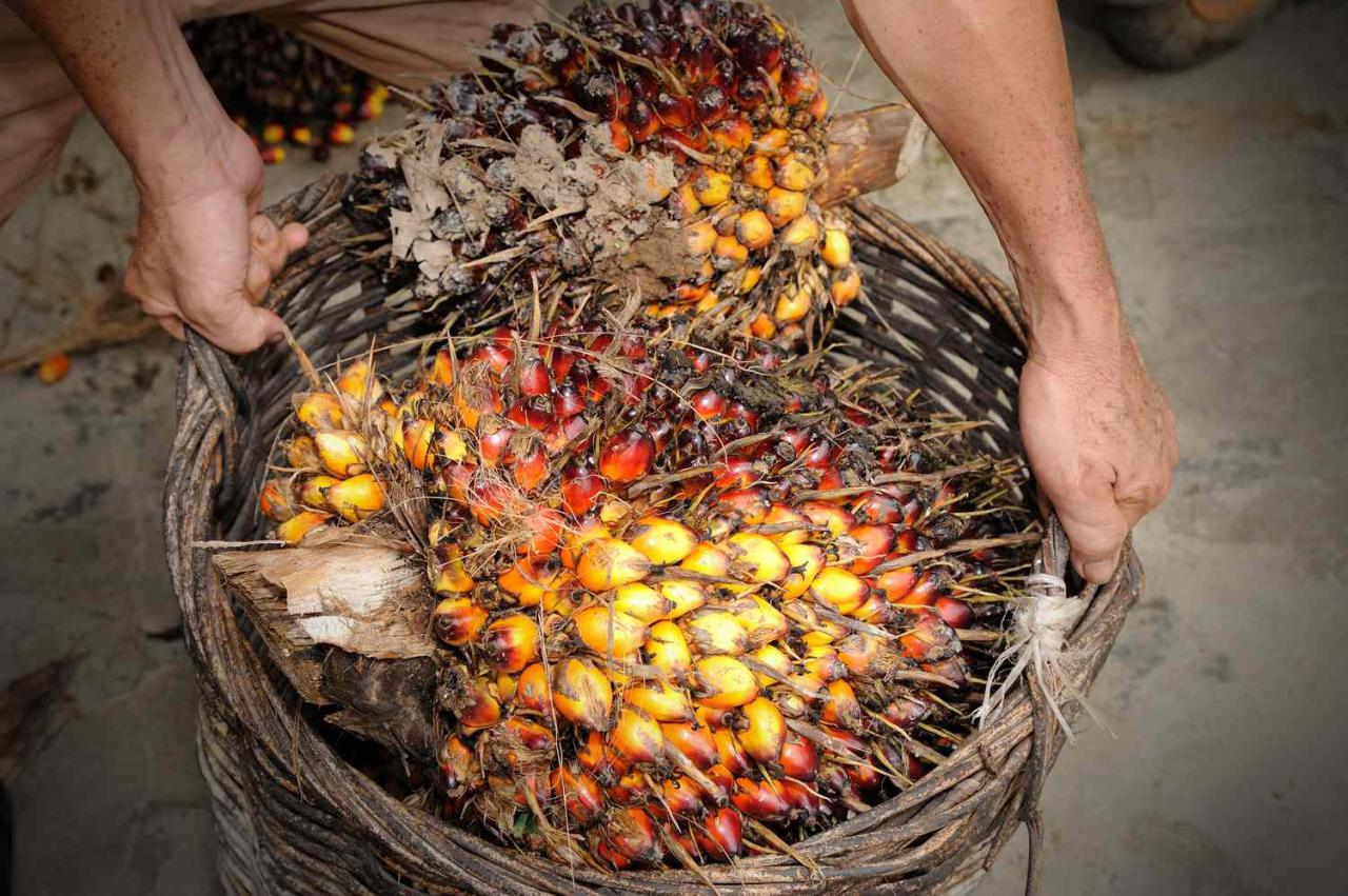 Plantation tiger rabobank wwf reageert problematiek palmolie palmoil duurzaam worldwildlife How is palm oil made