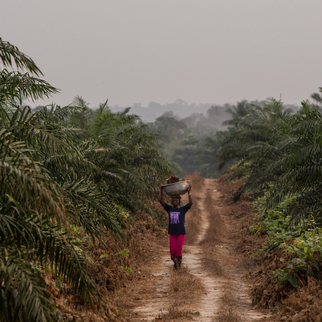 African oil palm