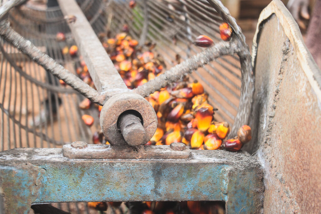 How they make palm oil