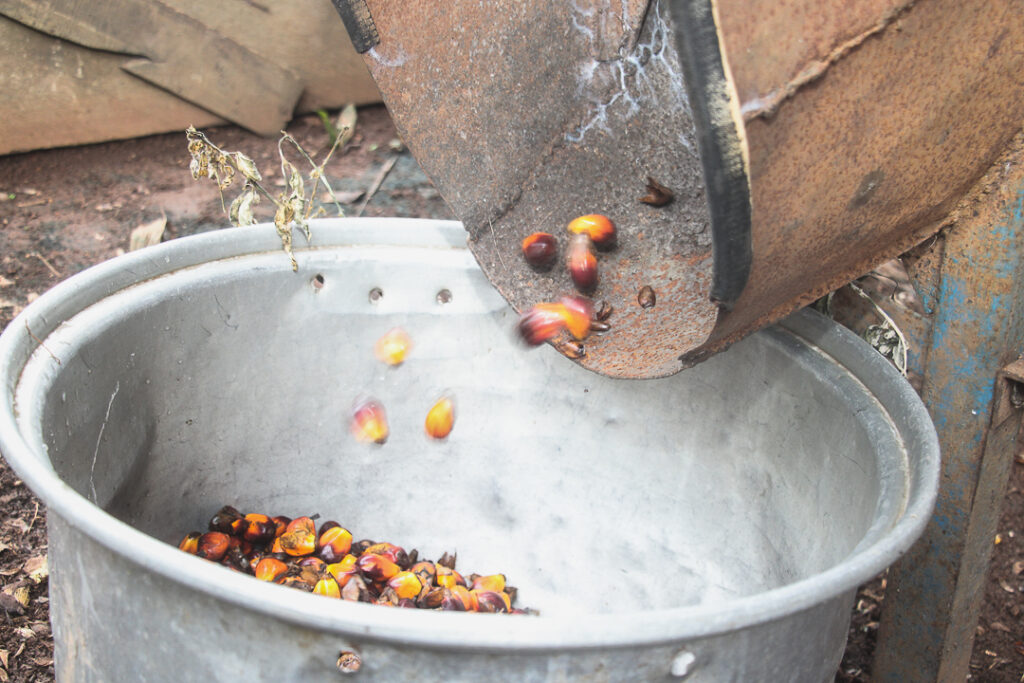 How to produce palm oil