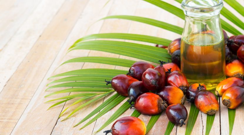 Oil palm what bad kernel health contents Oil palm what bad kernel health contents