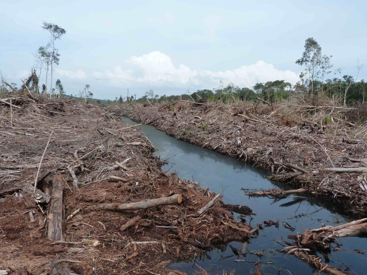 How does palm oil damage the environment