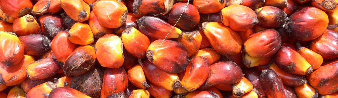 How they make palm oil