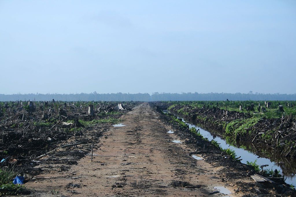 Palm oil plantation