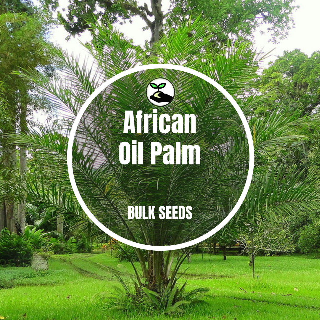 Palm oil african stock plantation guineensis elaeis puntarenas trees province alamy African oil palm