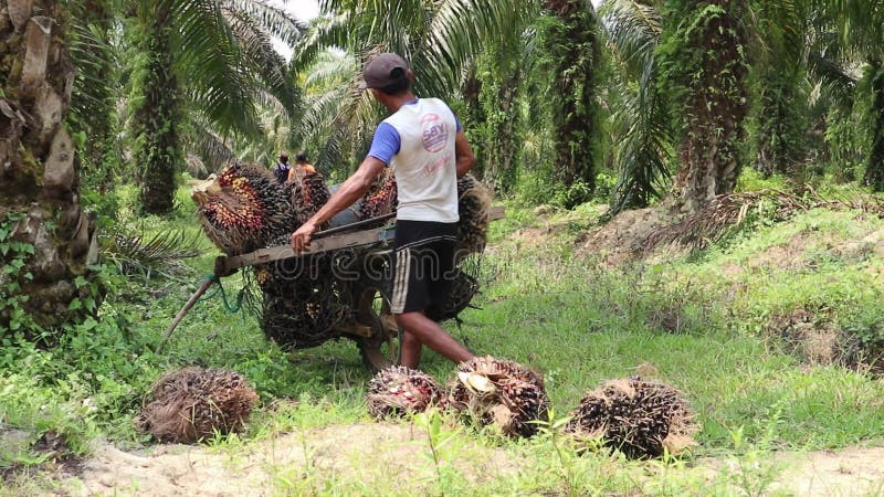 Palm oil farmer