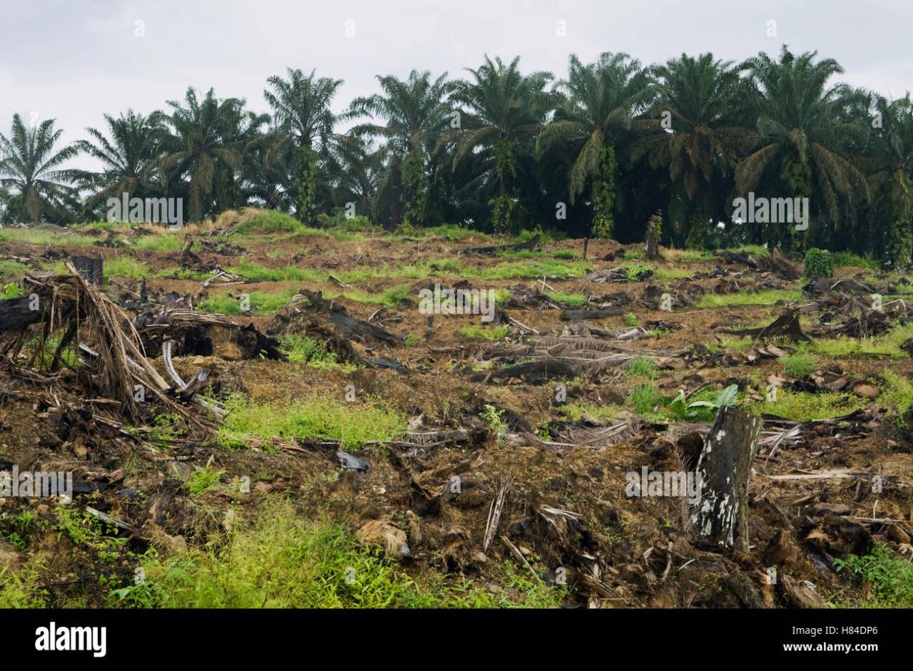 African oil palm tree