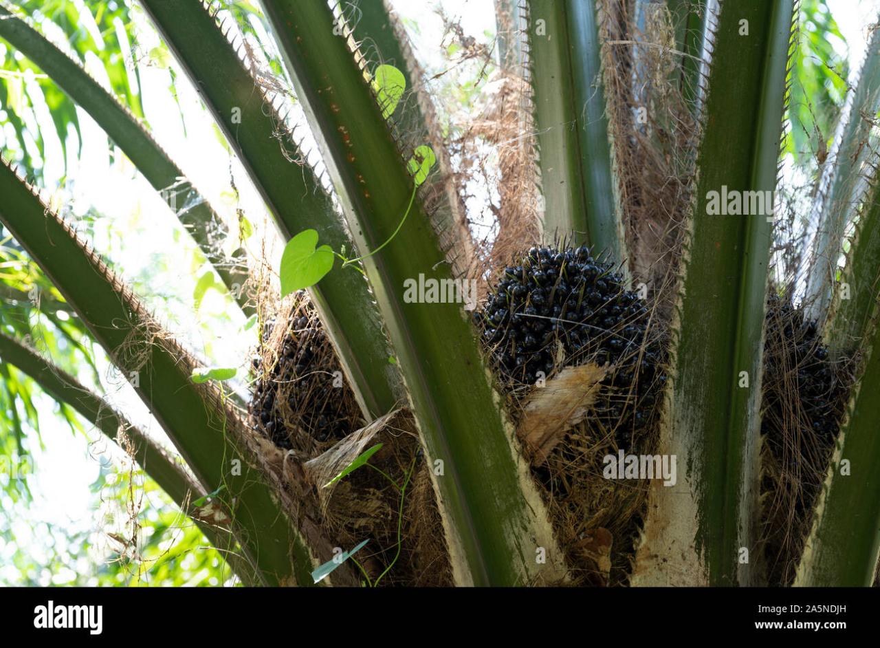 African oil palm