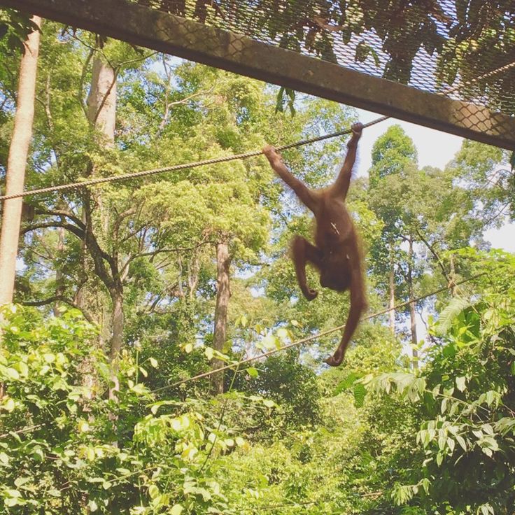 Palm oil avoid why cause care good article awareness How to stop using palm oil