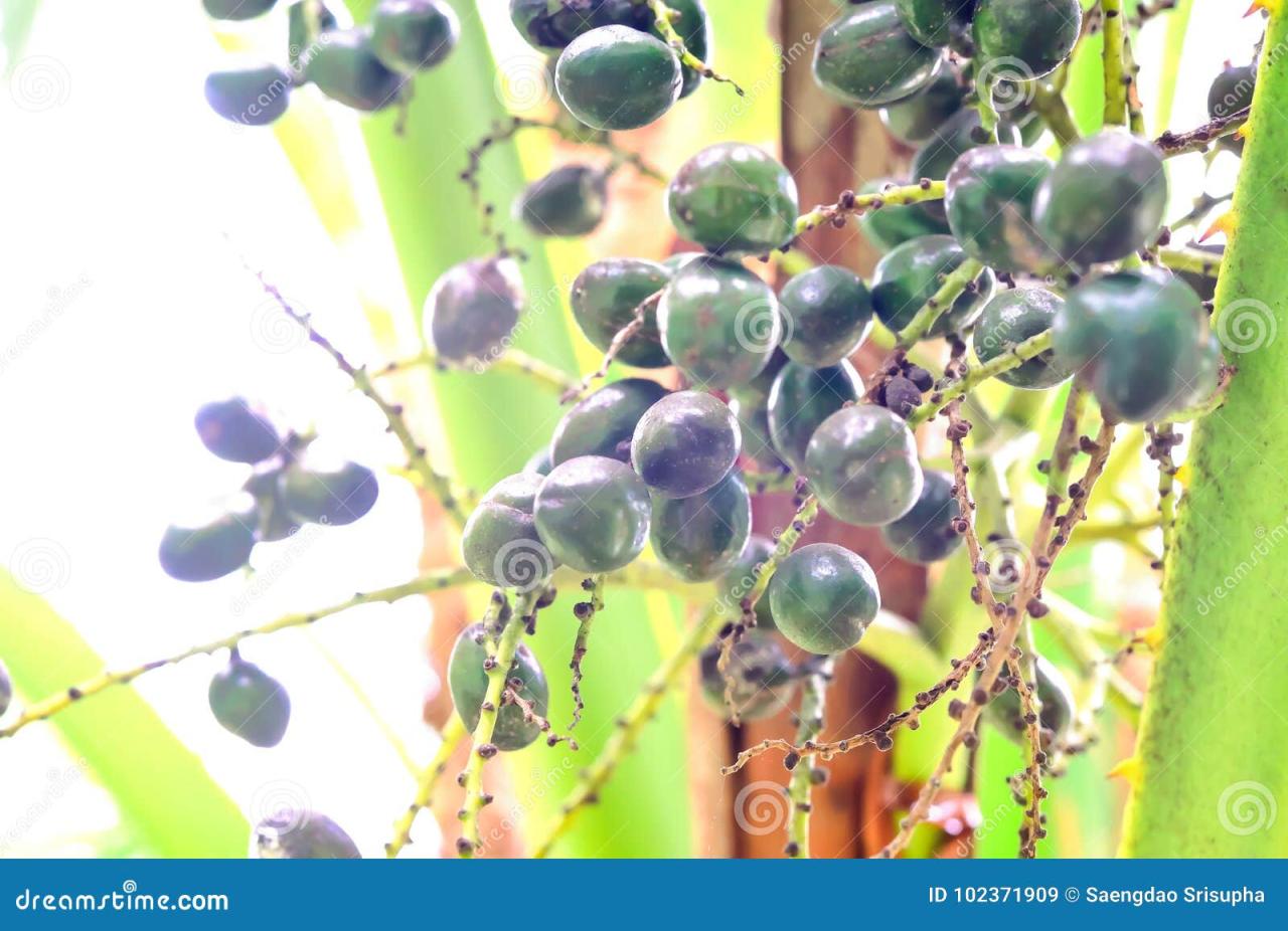 Palm kernel tree