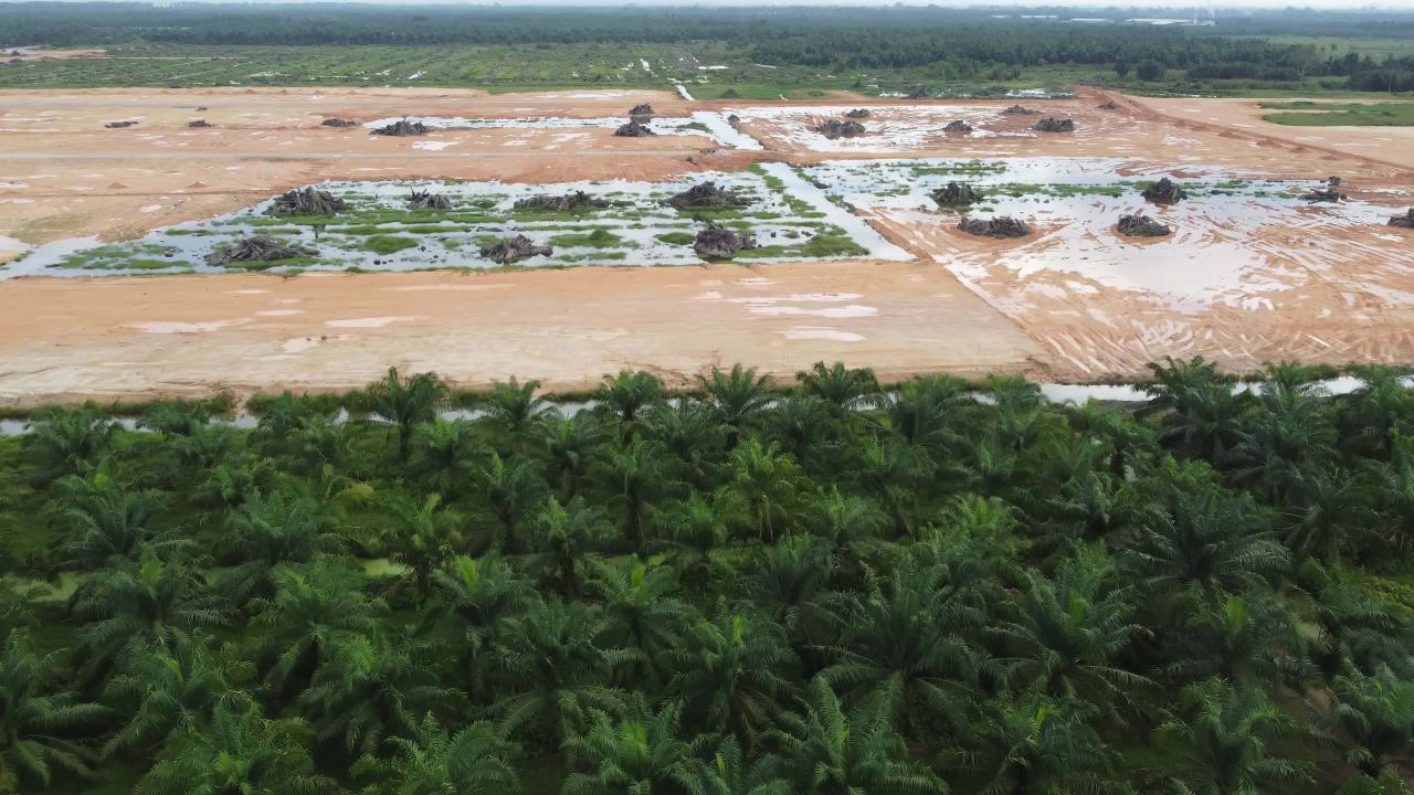 How to stop palm oil deforestation