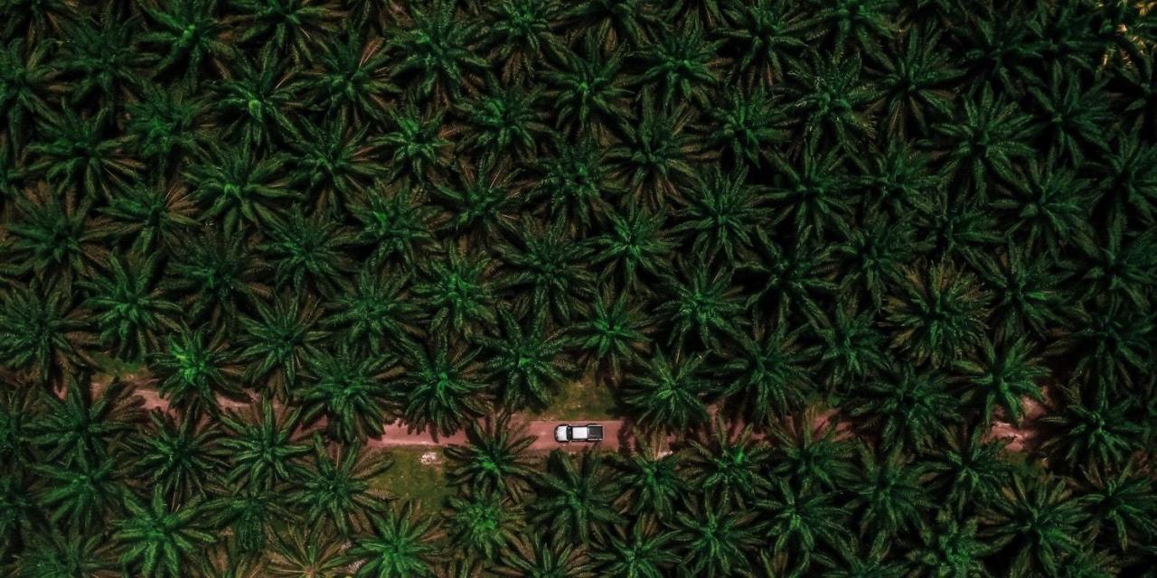 Oil palm bad environment why very oily extract fruit already outside makes easy Oil palm bad environment why very oily extract fruit already outside makes easy