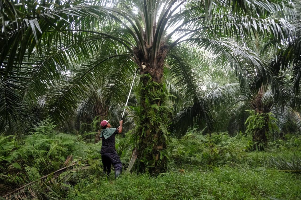 Malaysia and palm oil