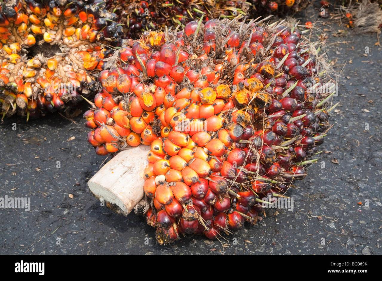 Oil palm tree fruit