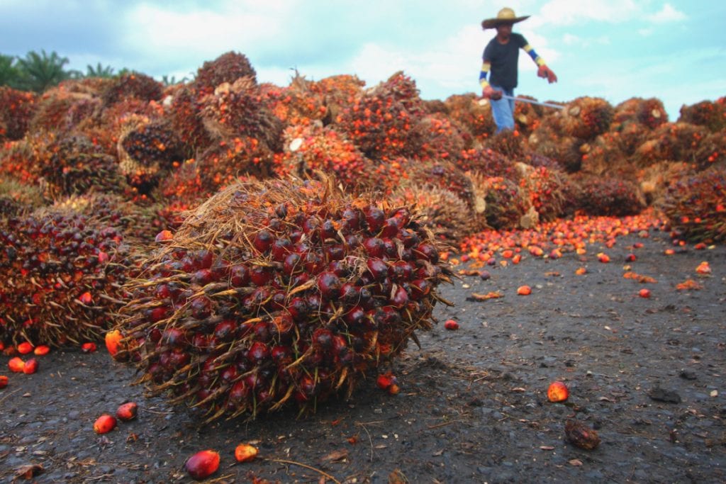 Oil Palm Production In Nigeria: What You Should Know - Afrimash.com ... How to export palm oil from nigeria