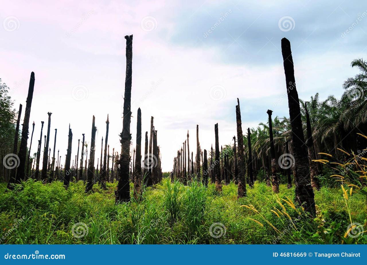 Oil trees