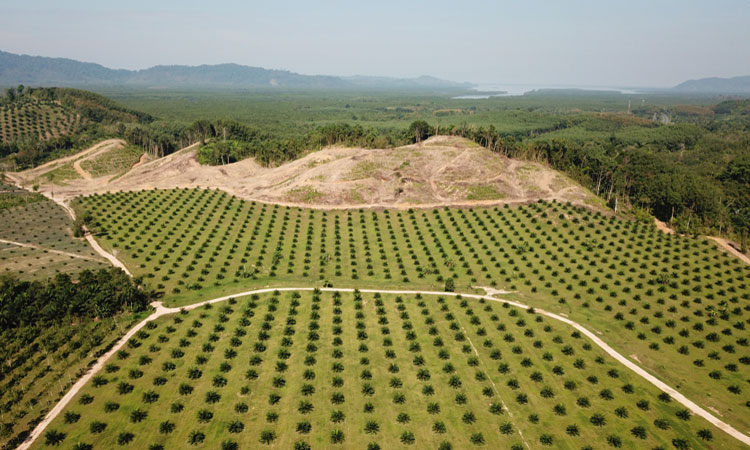 Oil palm plantations: a threat to the environment? - New Food Magazine Oil palm plantations: a threat to the environment? - New Food Magazine