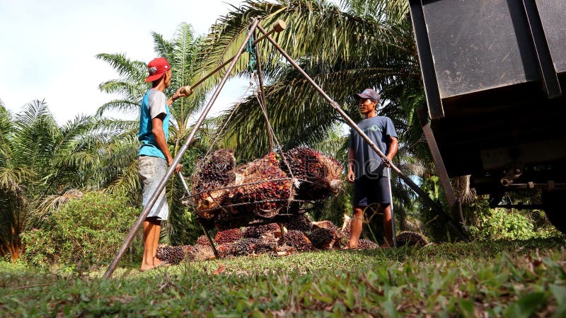 Palm oil farmer