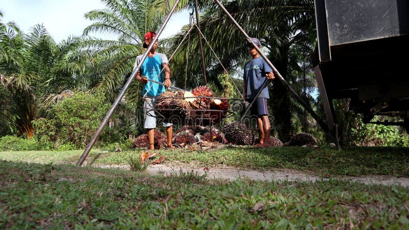 Palm oil farmer