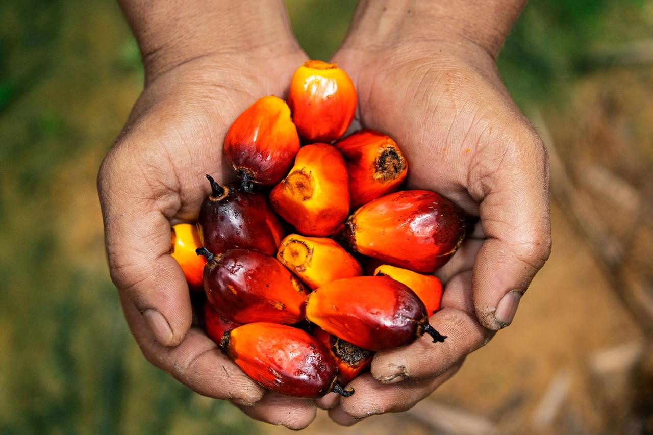 How is palm oil made