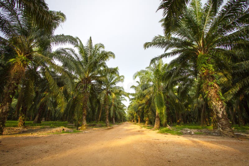 Palm oil planting