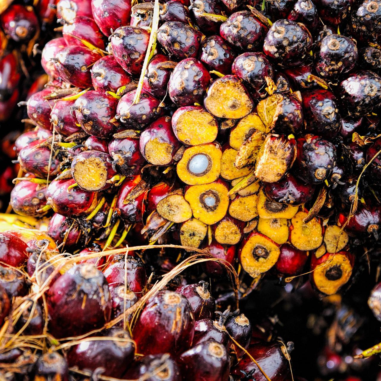 Olio palma spiceography Olio palma spiceography