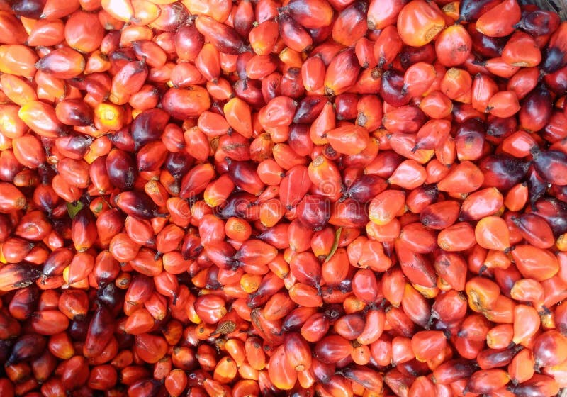 Palm seed oil preview Palm seed oil preview