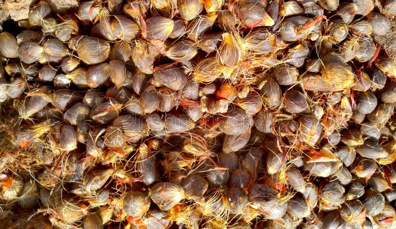 Palm oil seed stock similar top pictures Is palm oil a seed oil