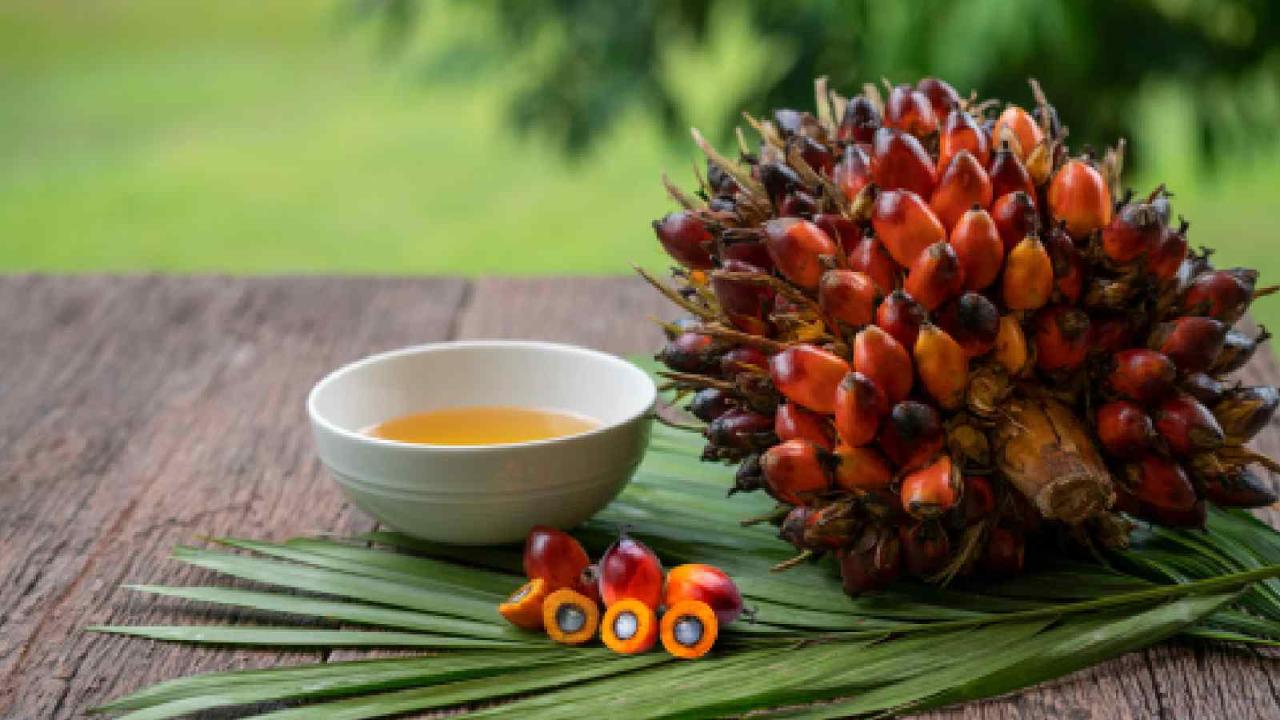 Is palm oil healthy