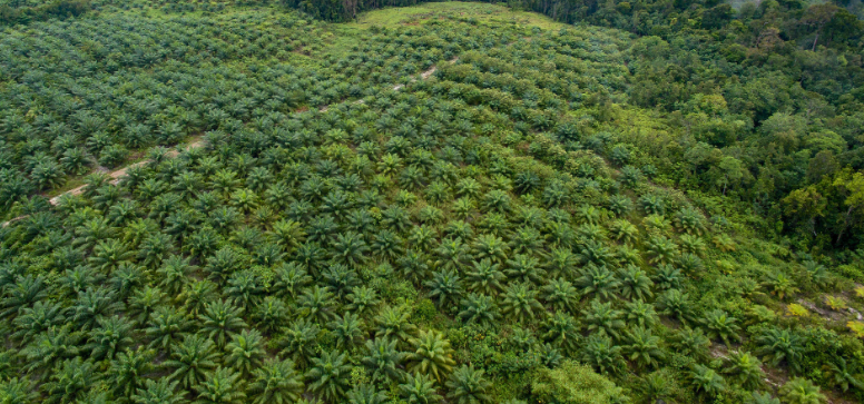 Palm oil climate change production poses problems indonesian destroys deforestation habitat contributes driver largest which How is palm oil harvested