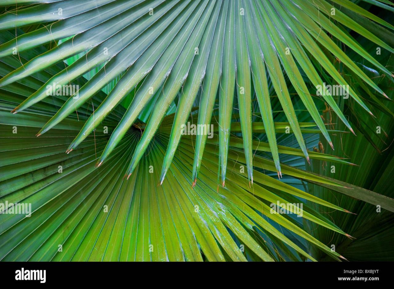 Palm bloomberg bangkokpost Malaysia palm