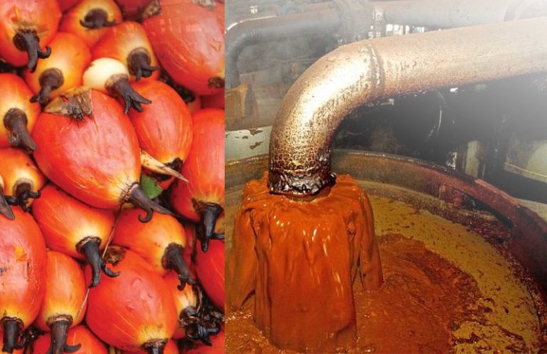Palm oil business in Nigeria: Opportunities, risks, where to buy it ...