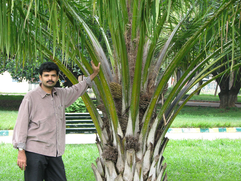 African palm plant