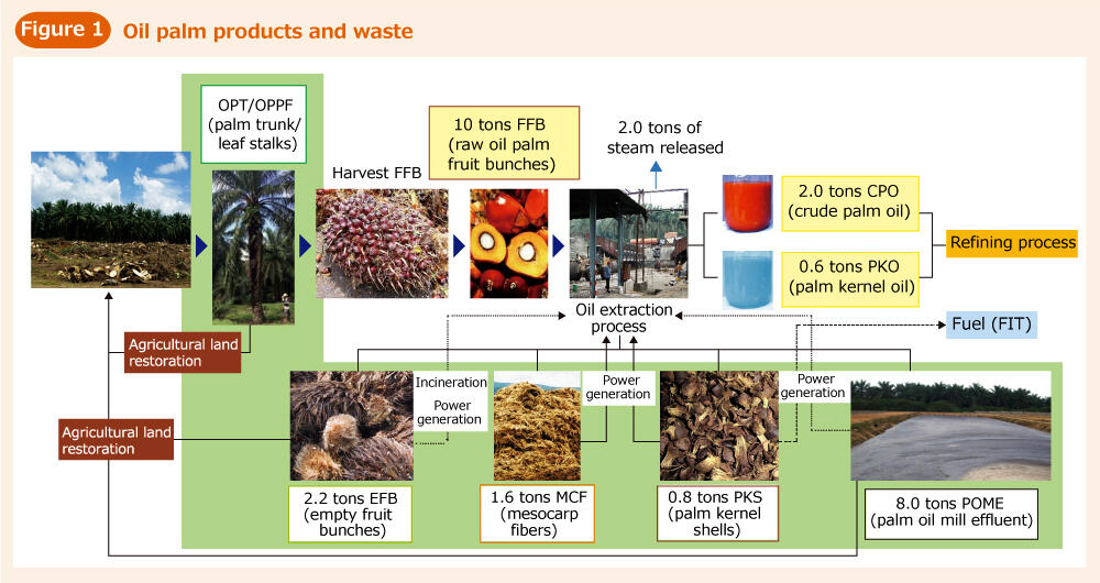 Oil palm tree fruit