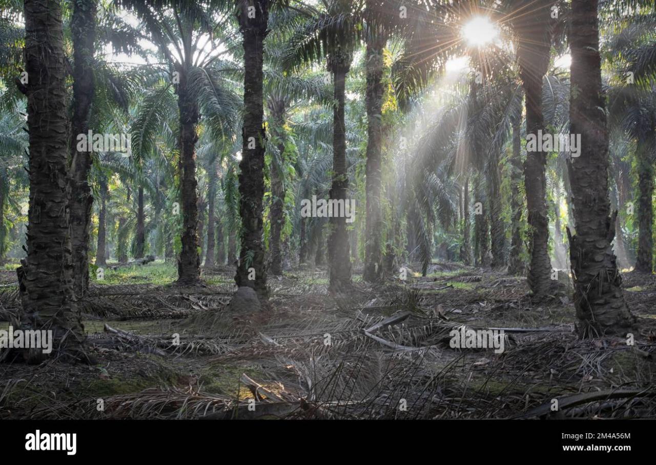 Scenic environment at the isolated palm oil plantation Stock Photo - Alamy How does palm oil plantations affect the environment