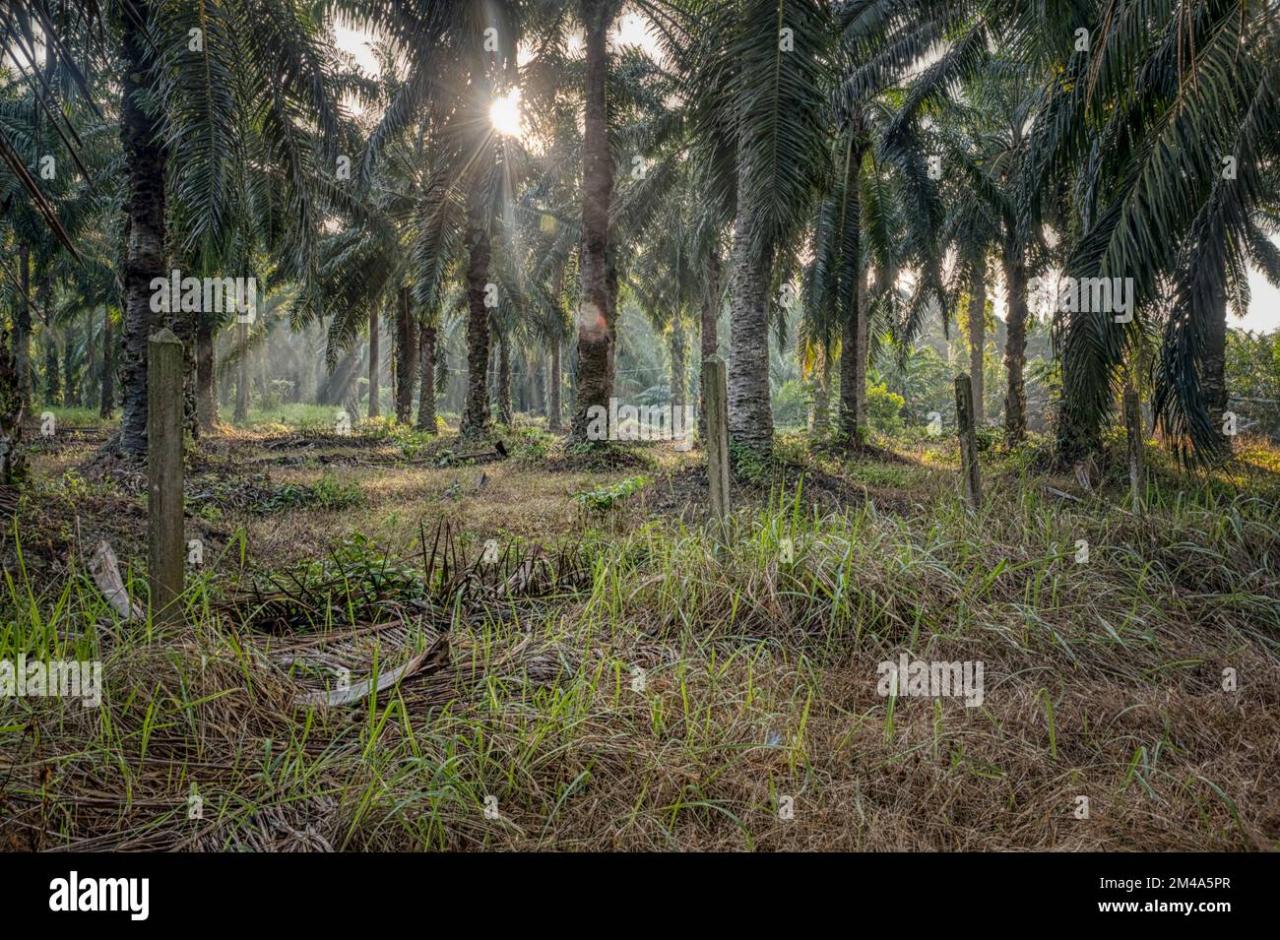 Scenic environment at the isolated palm oil plantation Stock Photo - Alamy How does palm oil plantations affect the environment