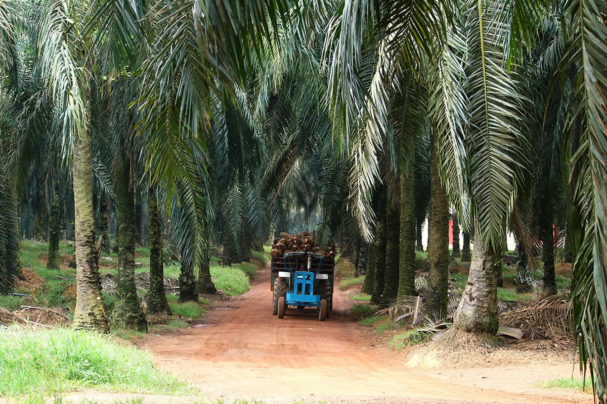 How to stop palm oil deforestation