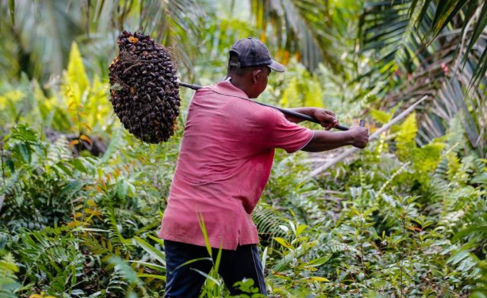 Palm oil plantation